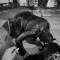 Seraphine